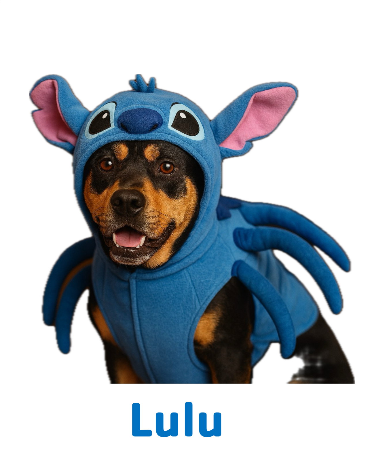 Lulu, photo 9