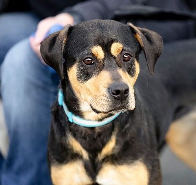adoptable Dog in Garner, NC named Lulu