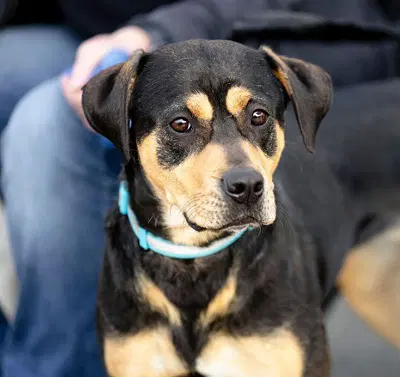 Lulu - Hound