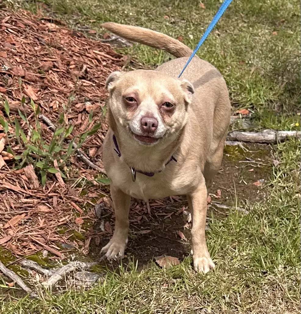 Penny Lee - Chihuahua