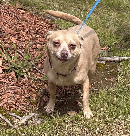 Penny Lee, an adoptable Chihuahua in Garner, NC