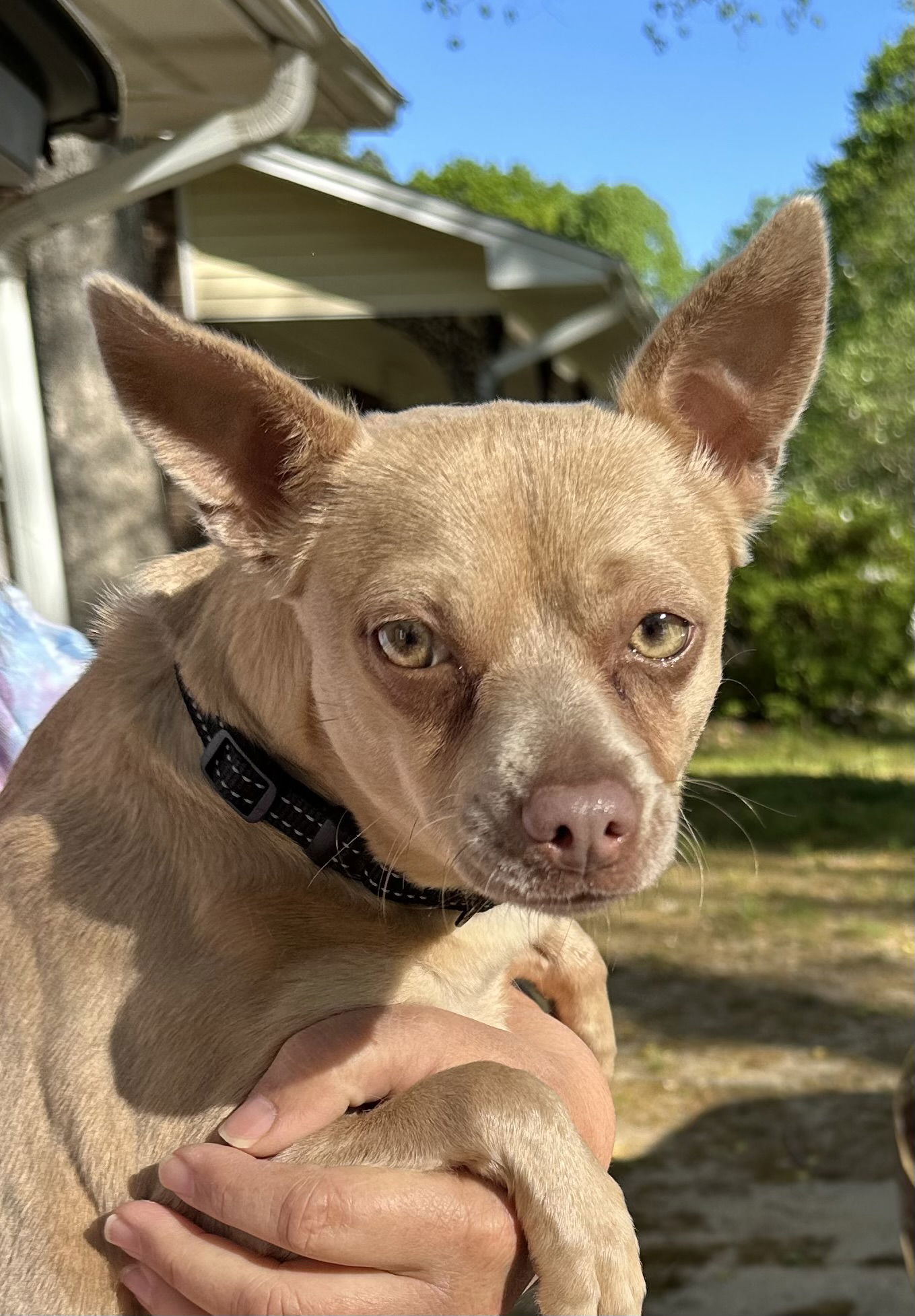 adoptable Dog in Garner, NC named Penny Lee