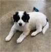 adoptable Dog in garner, NC named Domino Ballard