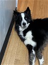 adoptable Dog in garner, nc, NC named Oreo Cookie Dough