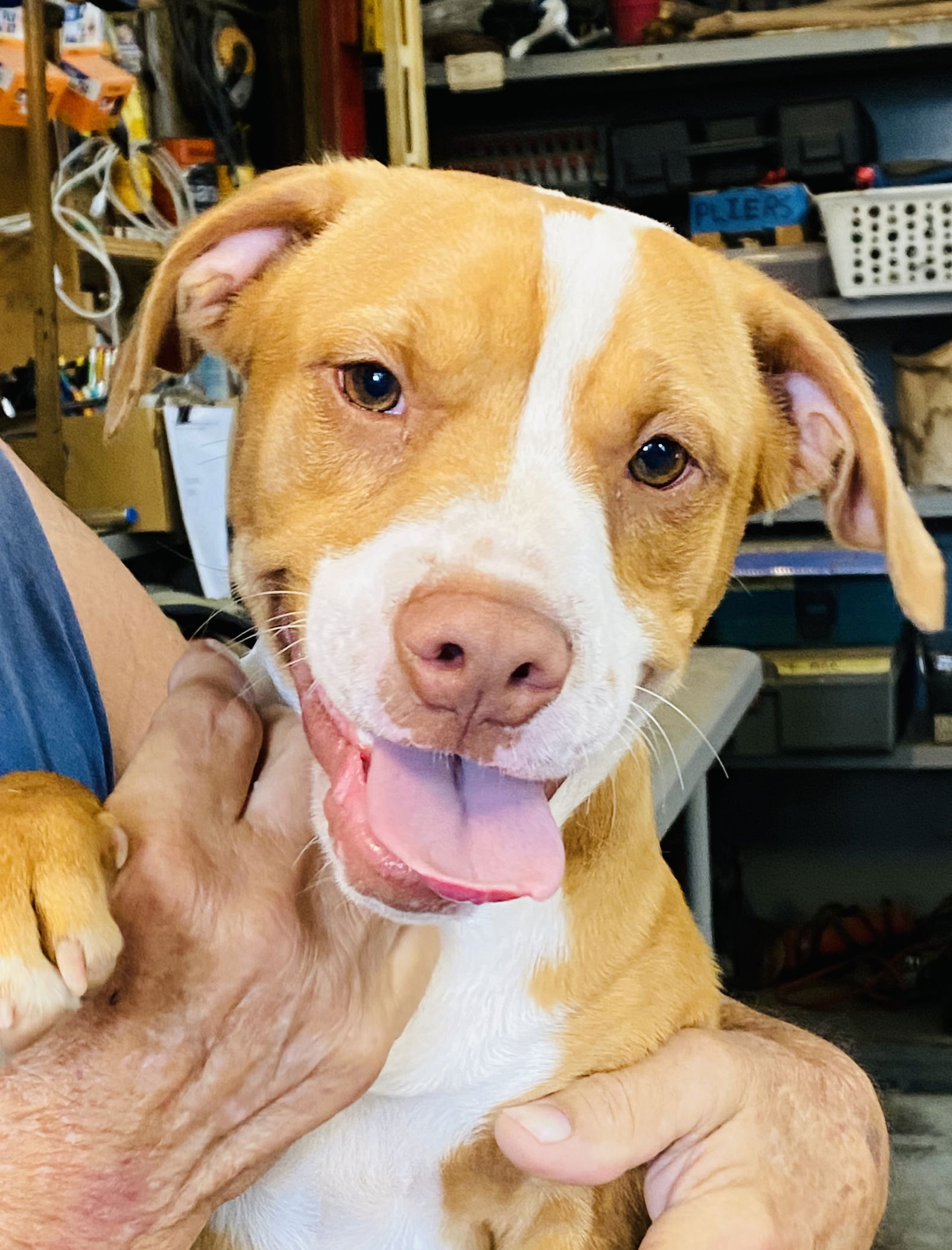 adoptable Dog in Garner, NC named Po