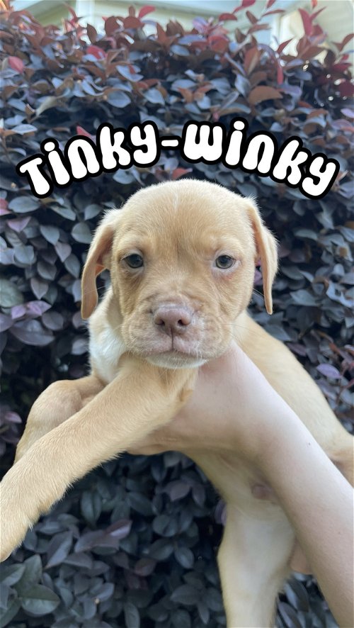 Tinky-Winky (nka Cooper)