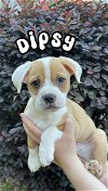adoptable Dog in  named Dipsy