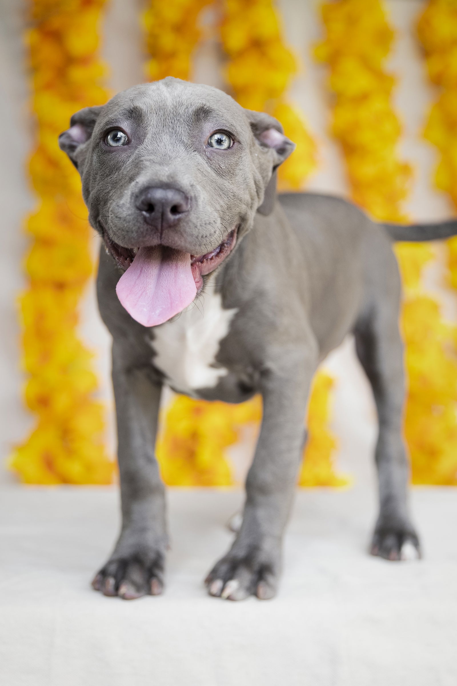 adoptable Dog in Garner, NC named Colin Bridgerton