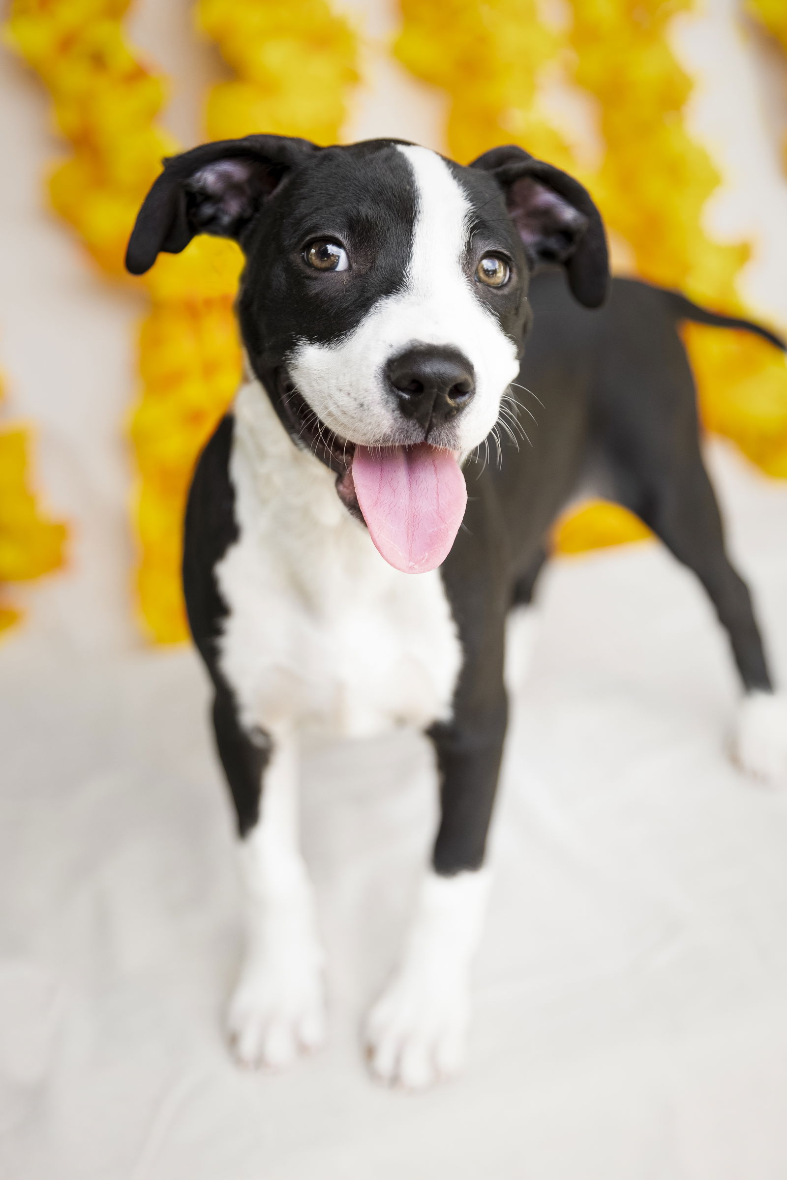 adoptable Dog in Garner, NC named Eloise Bridgerton