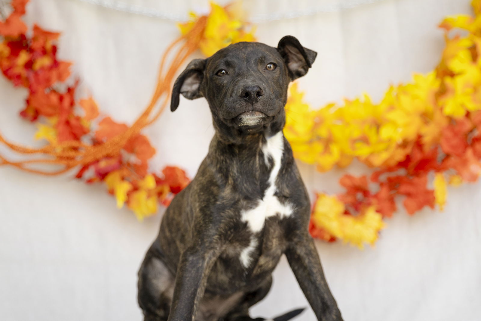 adoptable Dog in Garner, NC named Gregory Bridgerton