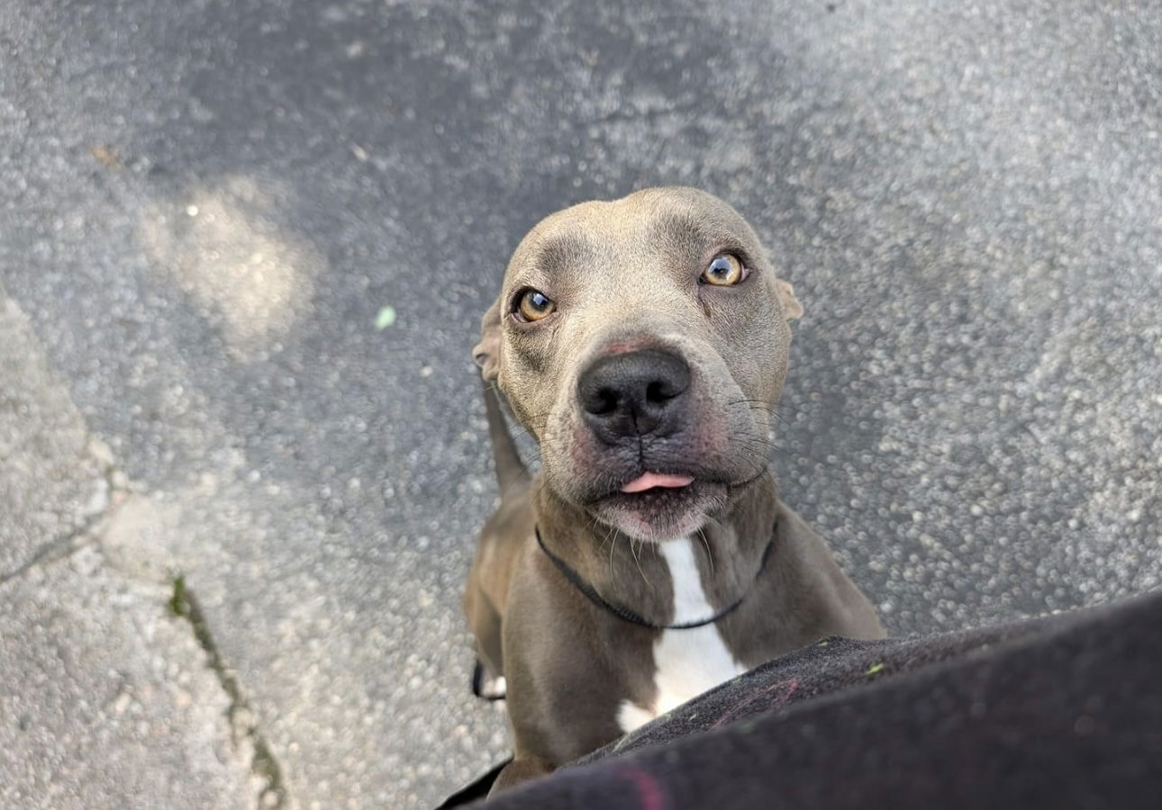 adoptable Dog in Garner, NC named Birdie