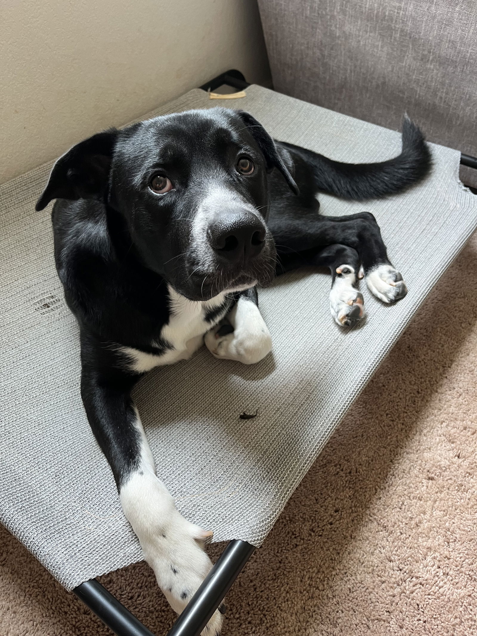 adoptable Dog in Garner, NC named Goose