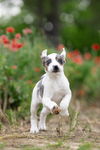 Bud