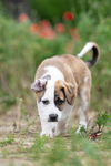 Cadbury (NKA Brodie)