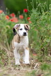Cadbury (NKA Brodie)