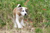 Cadbury (NKA Brodie)