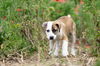 Cadbury (NKA Brodie)