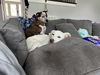 Millie (NKA Miffy)