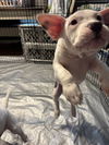 Frito