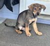 Scooby (NKA Cooper)