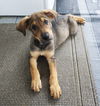 Scooby (NKA Cooper)