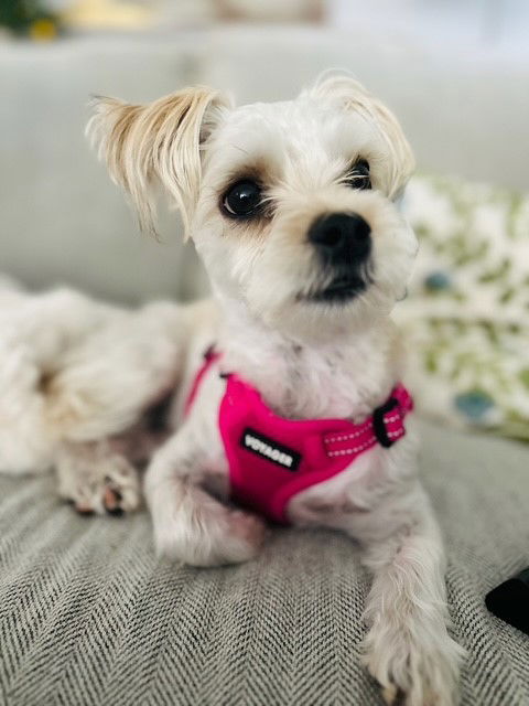 Tori