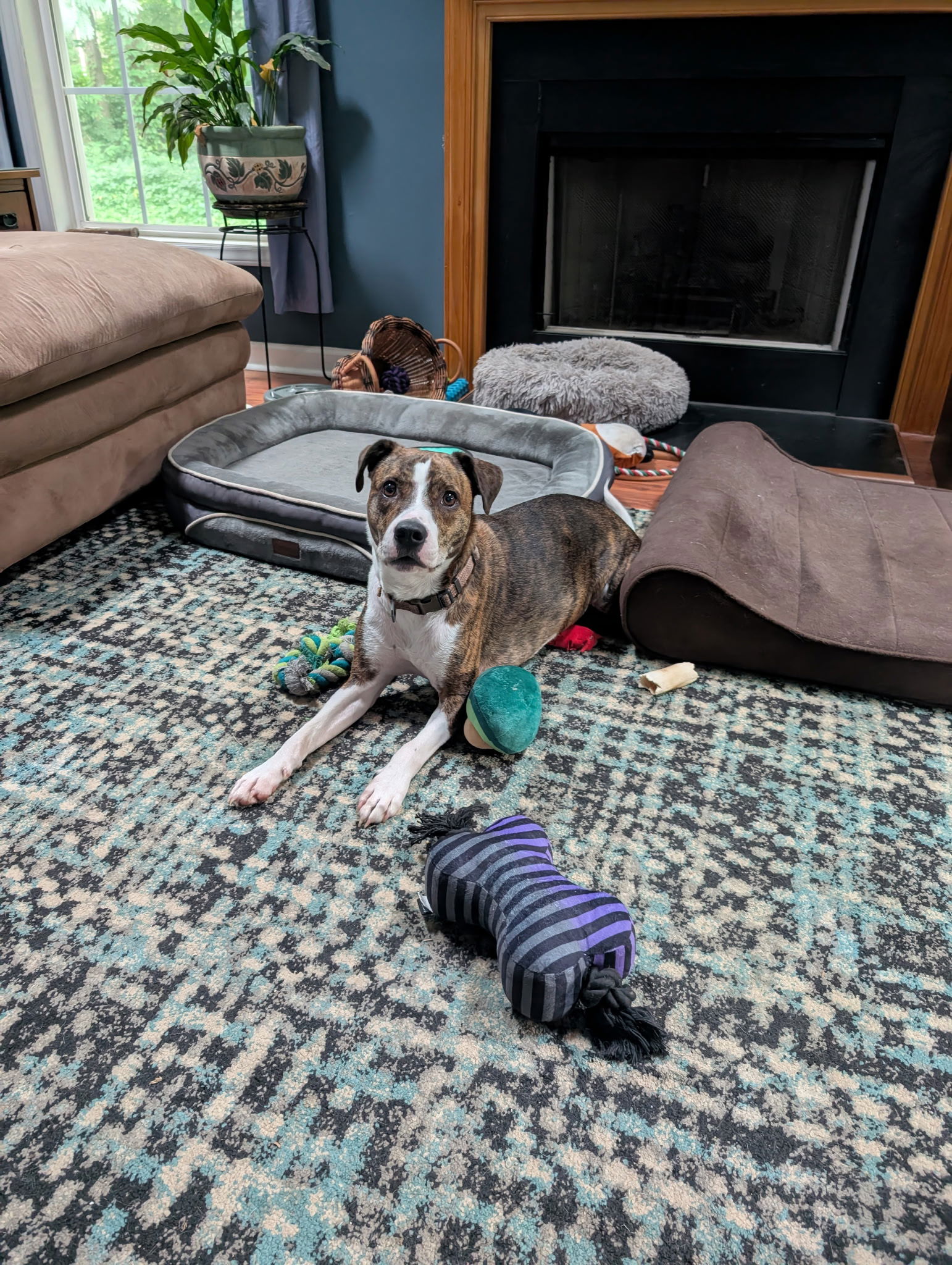 adoptable Dog in Garner, NC named Waylon