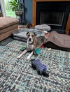 adoptable Dog in  named Waylon