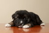 King Edward (NKA King Fluffy)