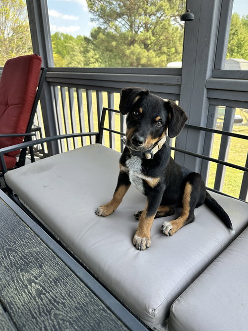 Red, an adoptable Black Labrador Retriever in Garner, NC