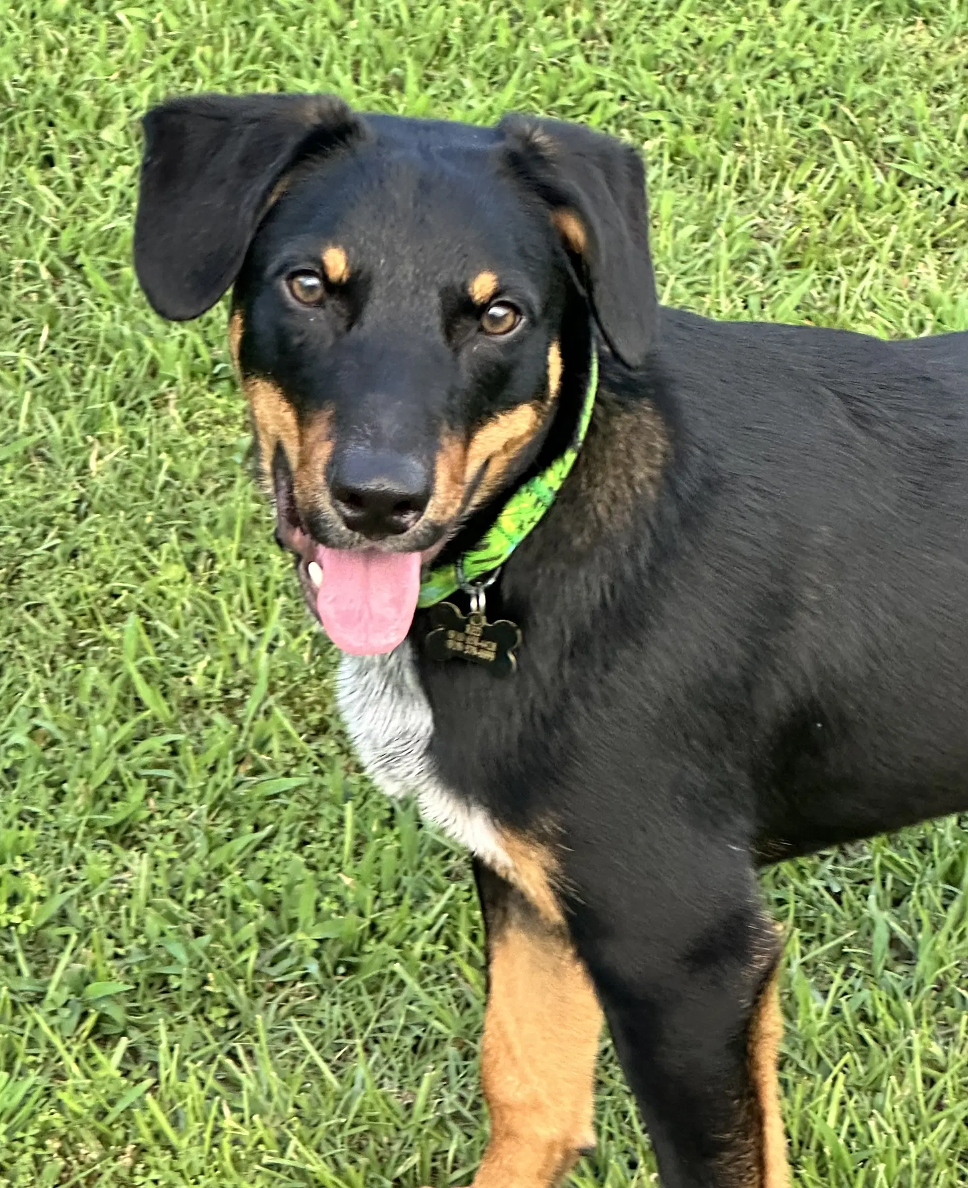 Red - Australian Cattle Dog/Blue Heeler