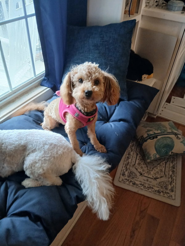 Lilly