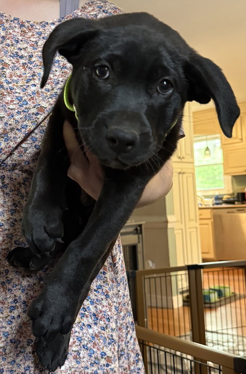 Havarti, an adoptable Labrador Retriever in Garner, NC