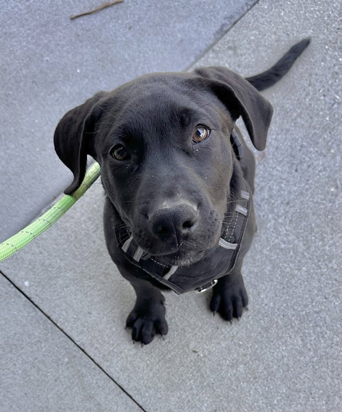 Havarti, an adoptable Labrador Retriever in Garner, NC