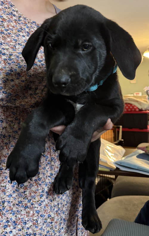 Swiss, an adoptable Labrador Retriever in Garner, NC