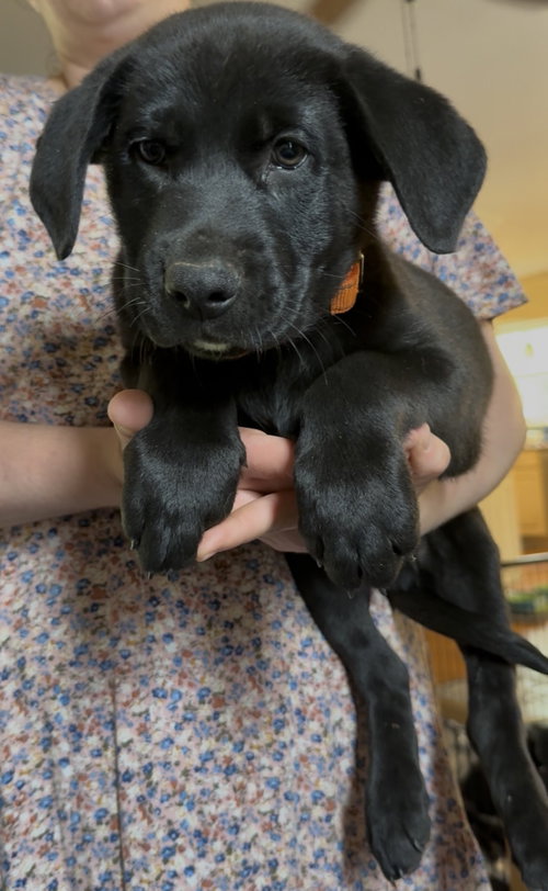Asiago, an adoptable Labrador Retriever in Garner, NC