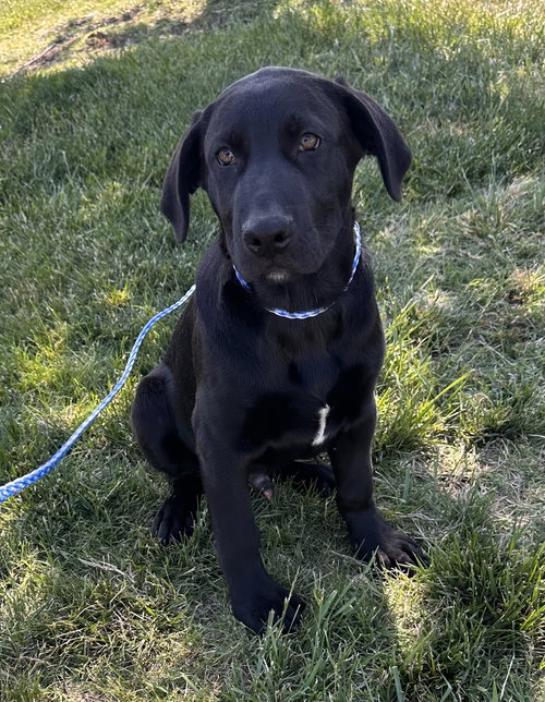 Asiago, an adoptable Labrador Retriever in Garner, NC