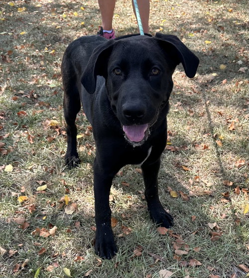 Asiago, an adoptable Labrador Retriever in Garner, NC