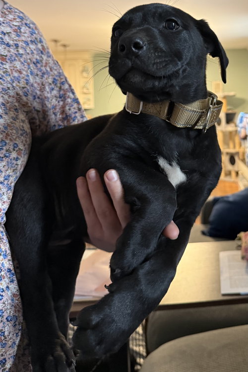 Parmesan, an adoptable Labrador Retriever in Garner, NC