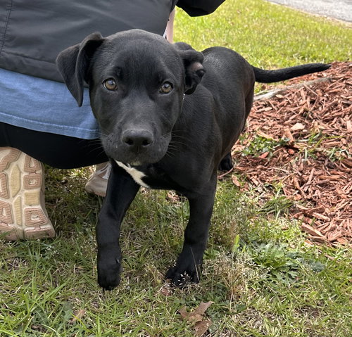 Parmesan, an adoptable Labrador Retriever in Garner, NC