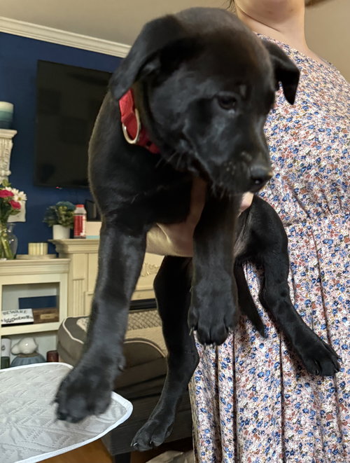 Feta, an adoptable Labrador Retriever in Garner, NC