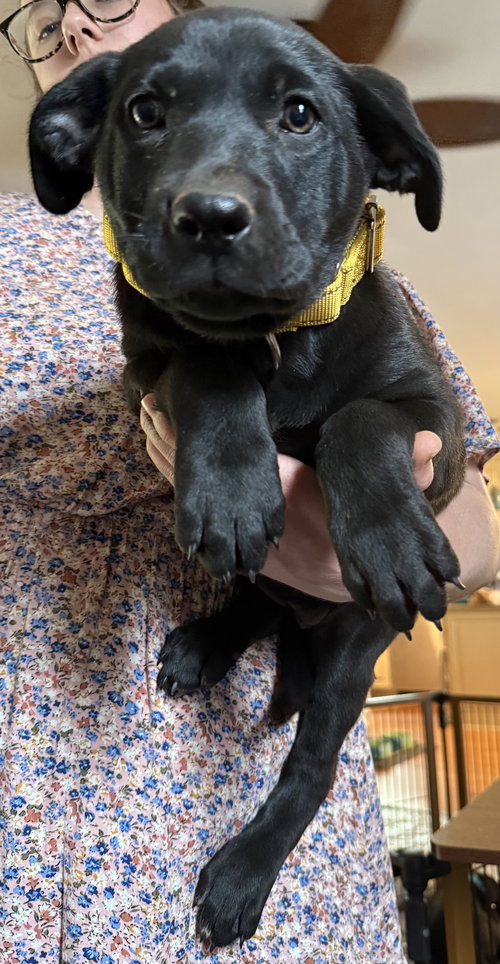 Cheddar, an adoptable Labrador Retriever in Garner, NC