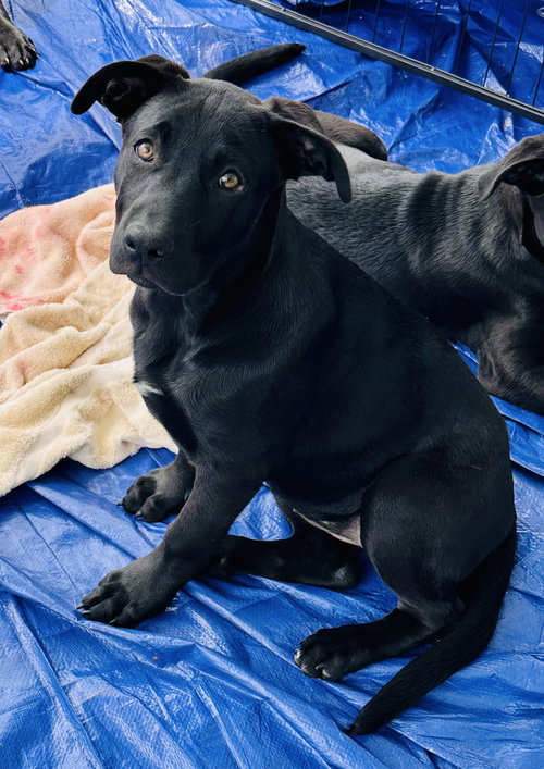 Cheddar, an adoptable Labrador Retriever in Garner, NC