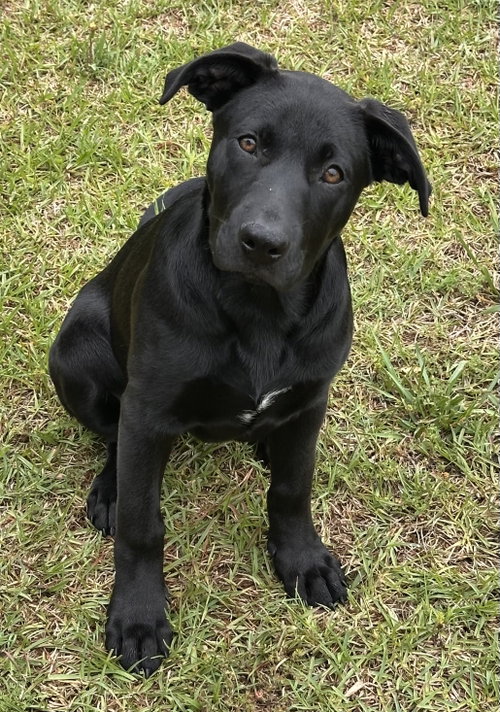 Cheddar, an adoptable Labrador Retriever in Garner, NC