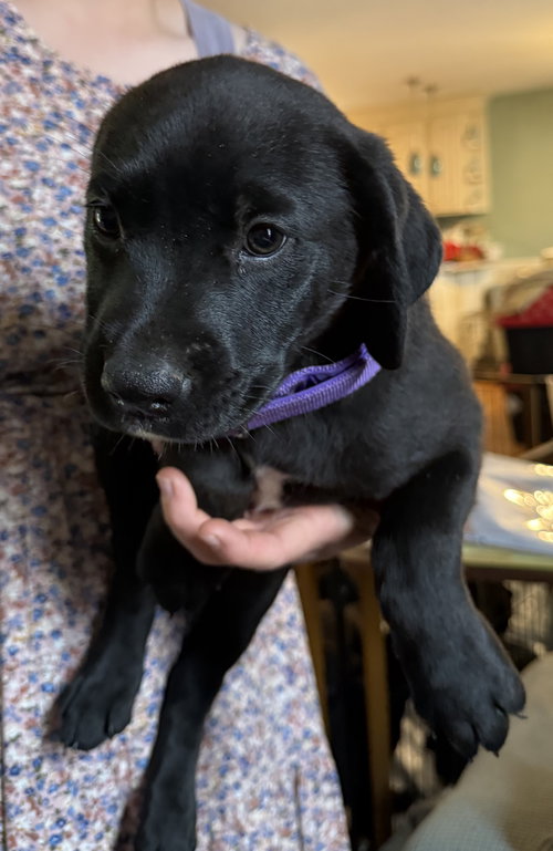 Mozzarella, an adoptable Labrador Retriever in Garner, NC