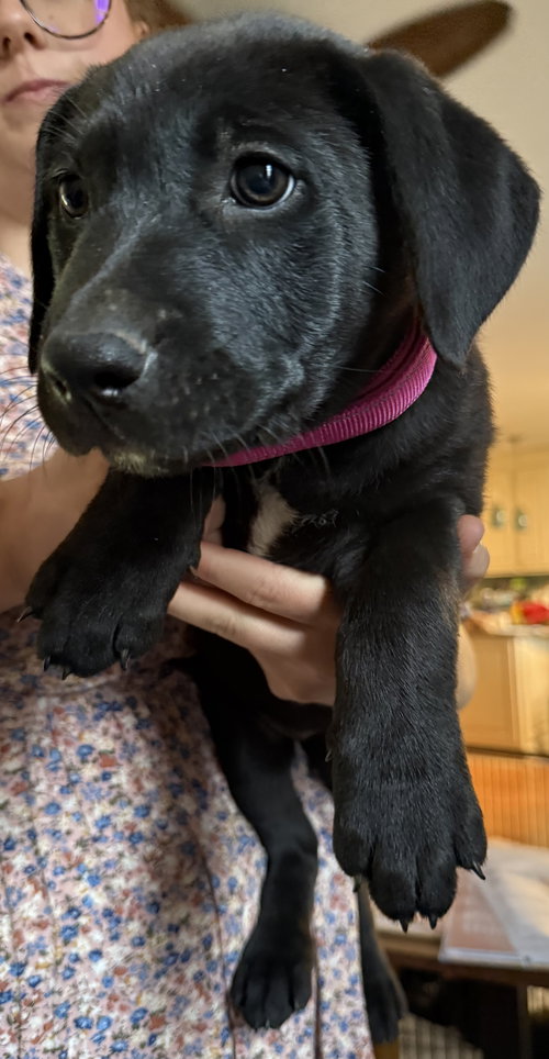 Brie, an adoptable Labrador Retriever in Garner, NC