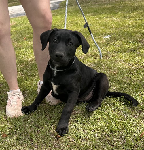 Brie, an adoptable Labrador Retriever in Garner, NC