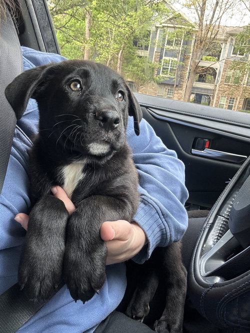 Gouda, an adoptable Labrador Retriever in Garner, NC