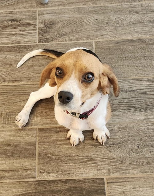 Olive, an adoptable Beagle in Garner, NC