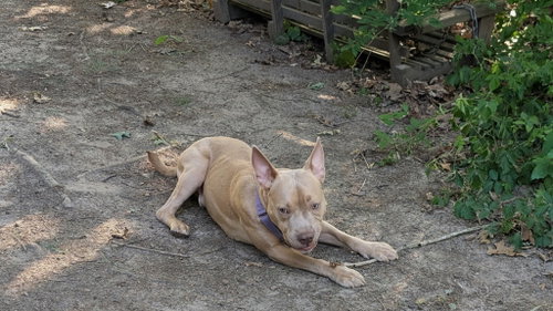Ares photo 6